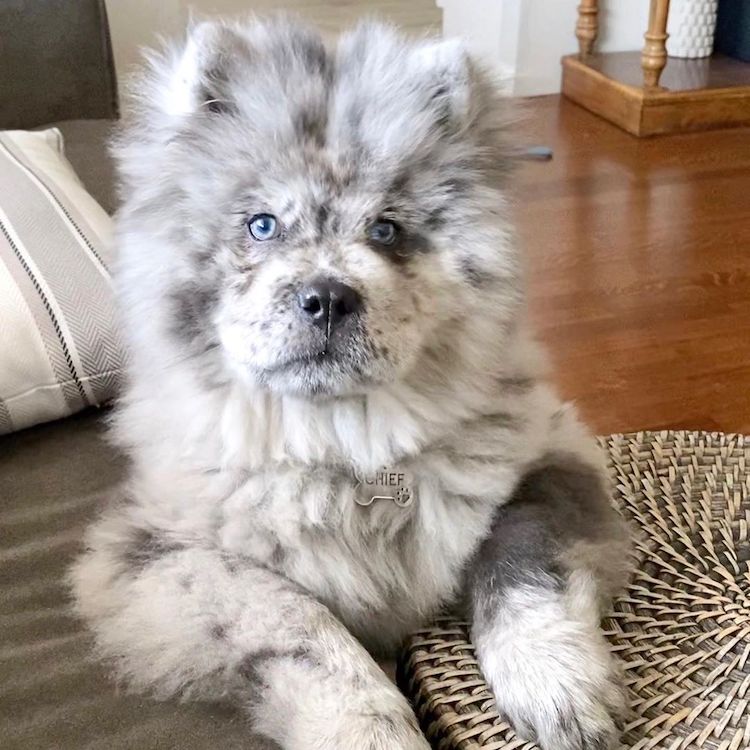 Meet Chief, the Adorable Chow Puppy Who Looks Like A Bowl