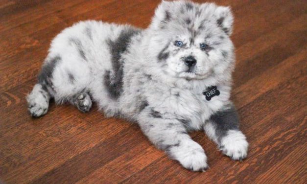 Meet Chief, the Adorable Chow Puppy Who Looks Like A Bowl Of Oreo Ice Cream