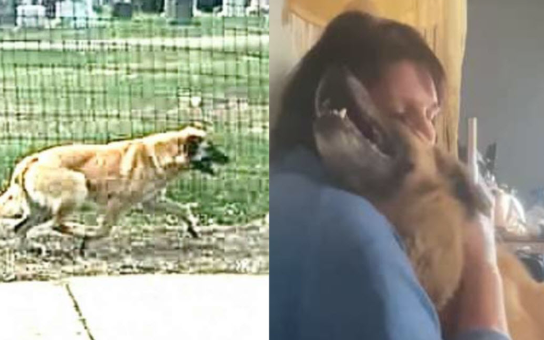 Adopted Dog Walks for 97 Days Just To Return Home To Her Foster Mom