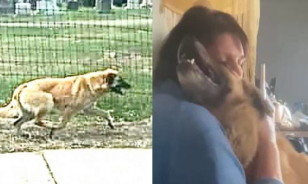 Adopted Dog Walks for 97 Days Just To Return Home To Her Foster Mom