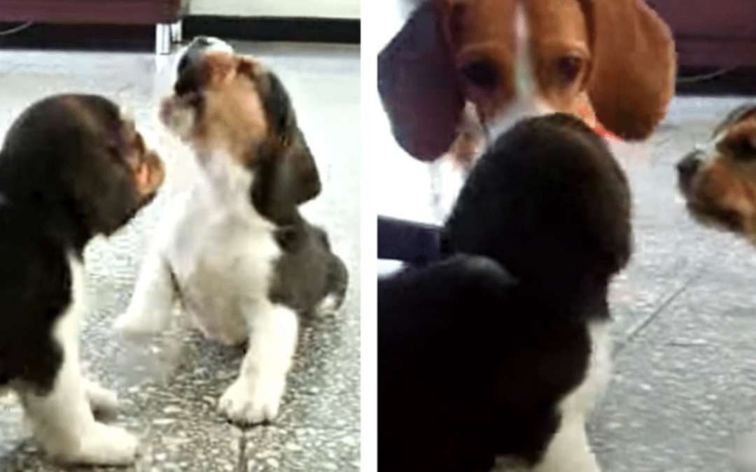 Beagle Puppies Starts a Fight, Mother Ends It With One Look