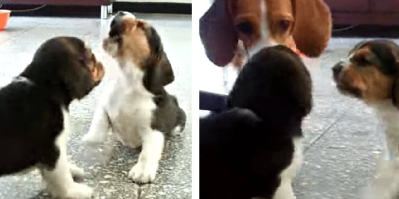 Beagle Puppies Starts a Fight, Mother Ends It With One Look