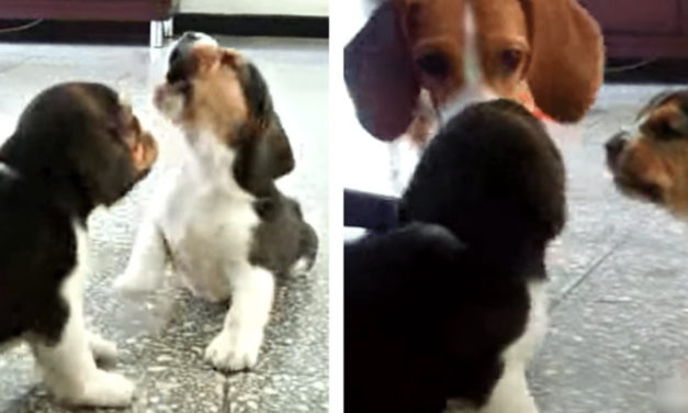 Beagle Puppies Starts a Fight, Mother Ends It With One Look