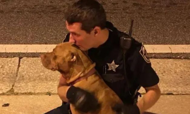 Deputies Find 2 Abandoned Pit Bulls On Street At Midnight and Don’t Want To Leave Their Side