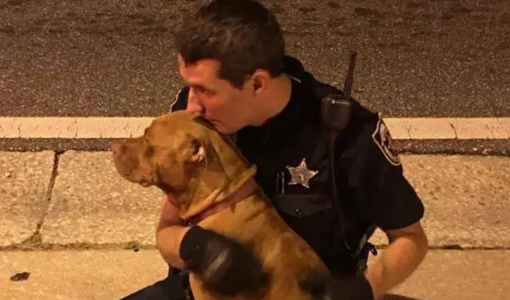 Deputies Find 2 Abandoned Pit Bulls On Street At Midnight and Don’t Want To Leave Their Side