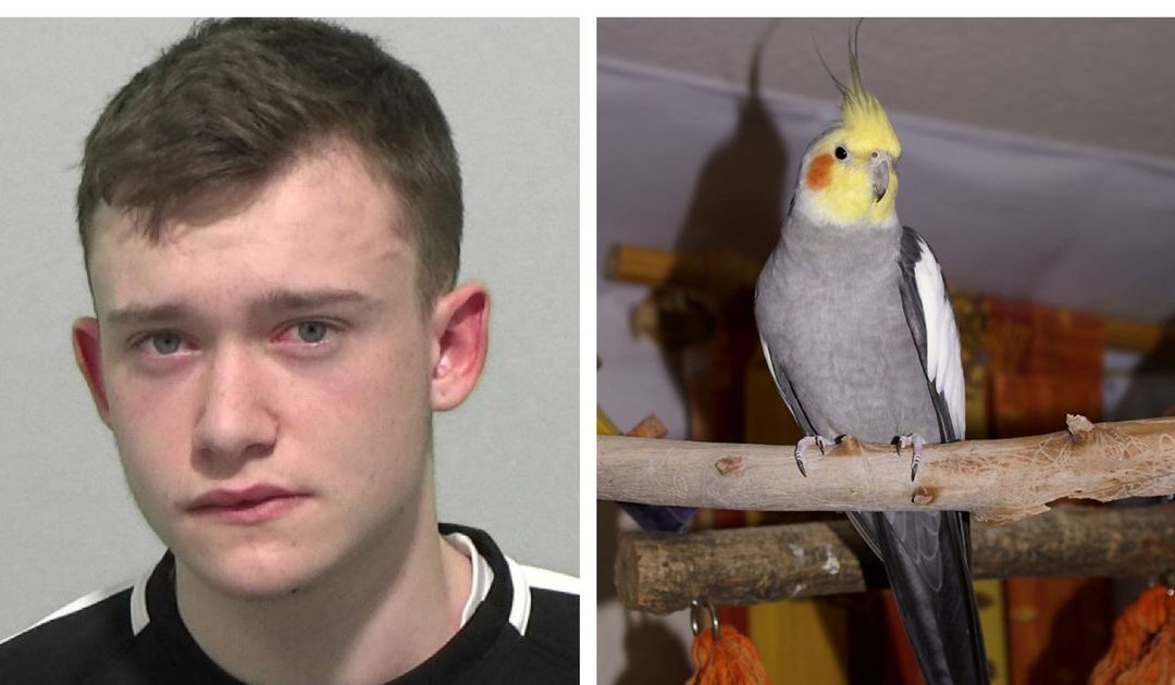 Teen Who Stabbed Pet Cockatiel With Knife Told Police ‘It’s Just a Bird’