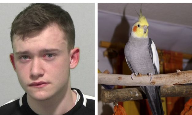 Teen Who Stabbed Pet Cockatiel With Knife Told Police ‘It’s Just a Bird’