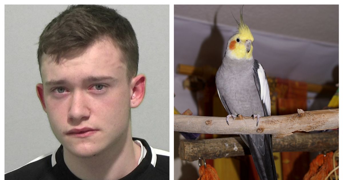 Teen Who Stabbed Pet Cockatiel With Knife Told Police ‘It’s Just a Bird’
