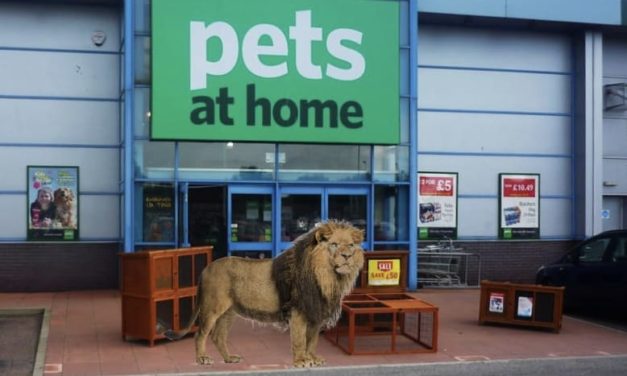 Retailer Pets At Home Decided To Rebrand As ‘All Animals Matter’ And Sell Lions