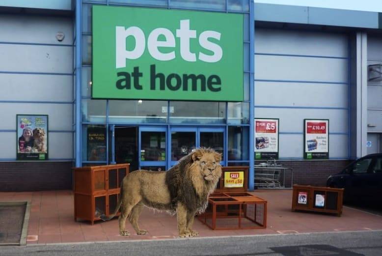Retailer Pets At Home Decided To Rebrand As ‘All Animals Matter’ And Sell Lions