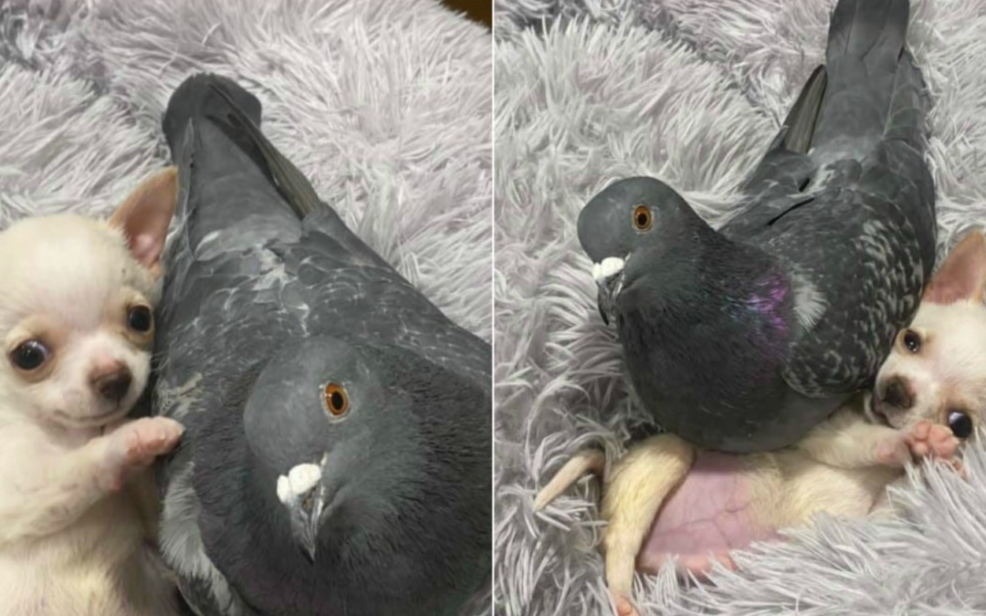 A Puppy That Can’t Walk Become Friends With A Pigeon That Can’t Fly And It’s Really Cute