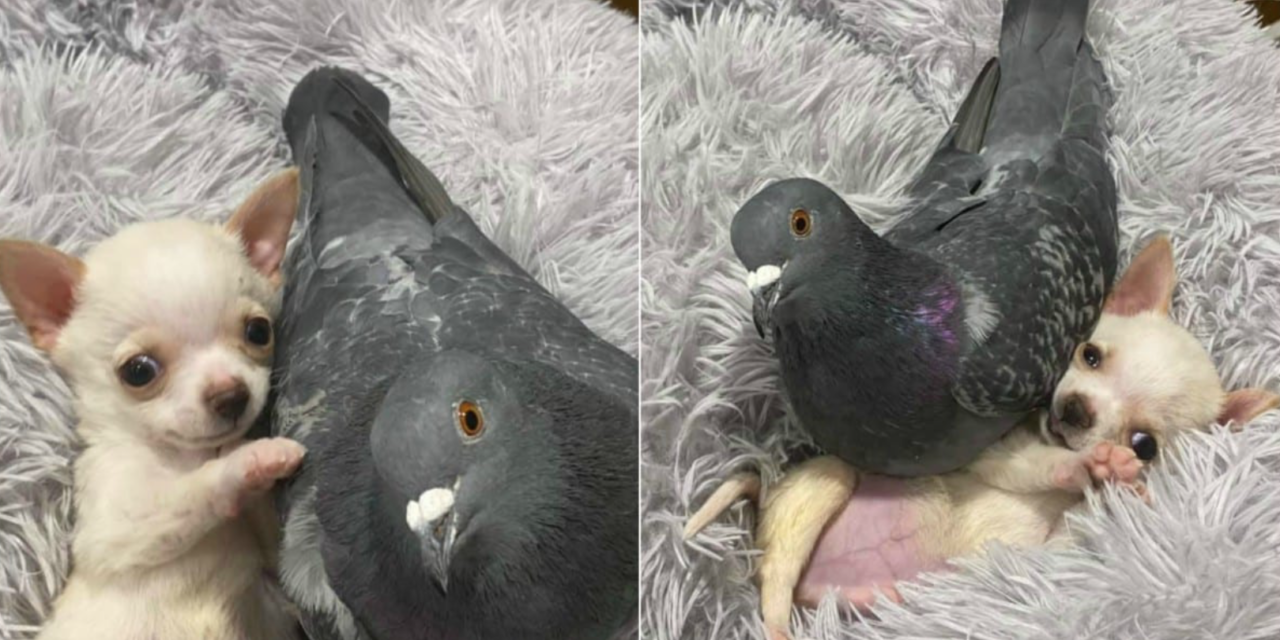 A Puppy That Can’t Walk Become Friends With A Pigeon That Can’t Fly And It’s Really Cute