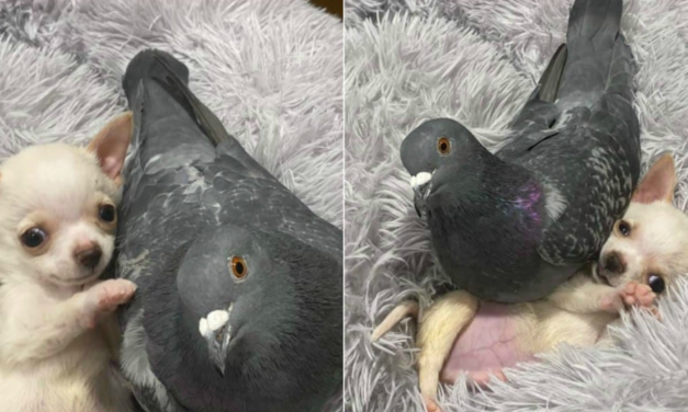 A Puppy That Can’t Walk Become Friends With A Pigeon That Can’t Fly And It’s Really Cute
