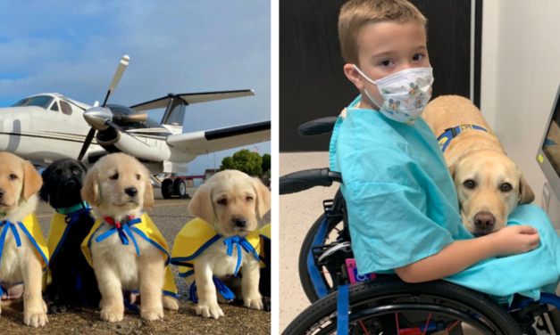 Pilots Volunteer To Transport Service Dogs To People Living With Disabilities