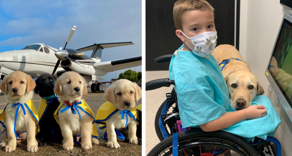 Pilots Volunteer To Transport Service Dogs To People Living With Disabilities