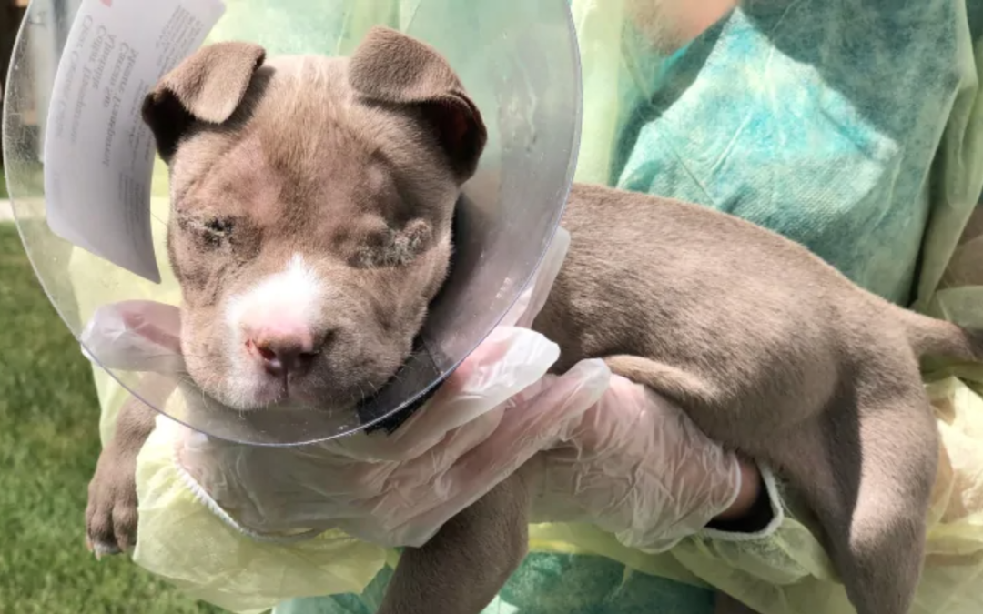 A Puppy Was Rescued While Wandering Around The Streets In Extreme Pain, Vets Had To Remove Its Eyes