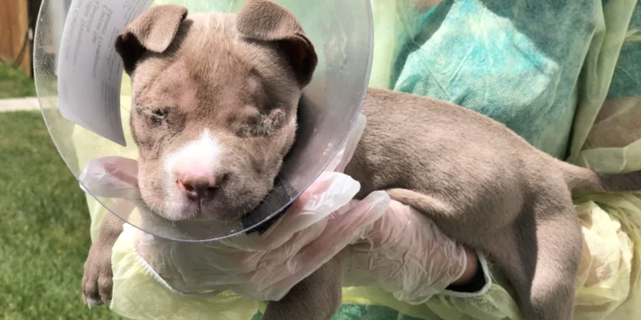 A Puppy Was Rescued While Wandering Around The Streets In Extreme Pain, Vets Had To Remove Its Eyes