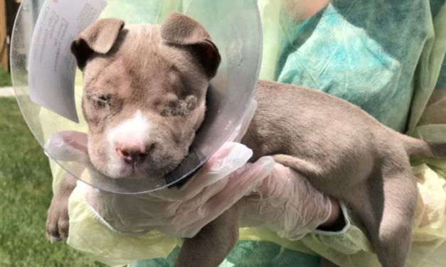 A Puppy Was Rescued While Wandering Around The Streets In Extreme Pain, Vets Had To Remove Its Eyes