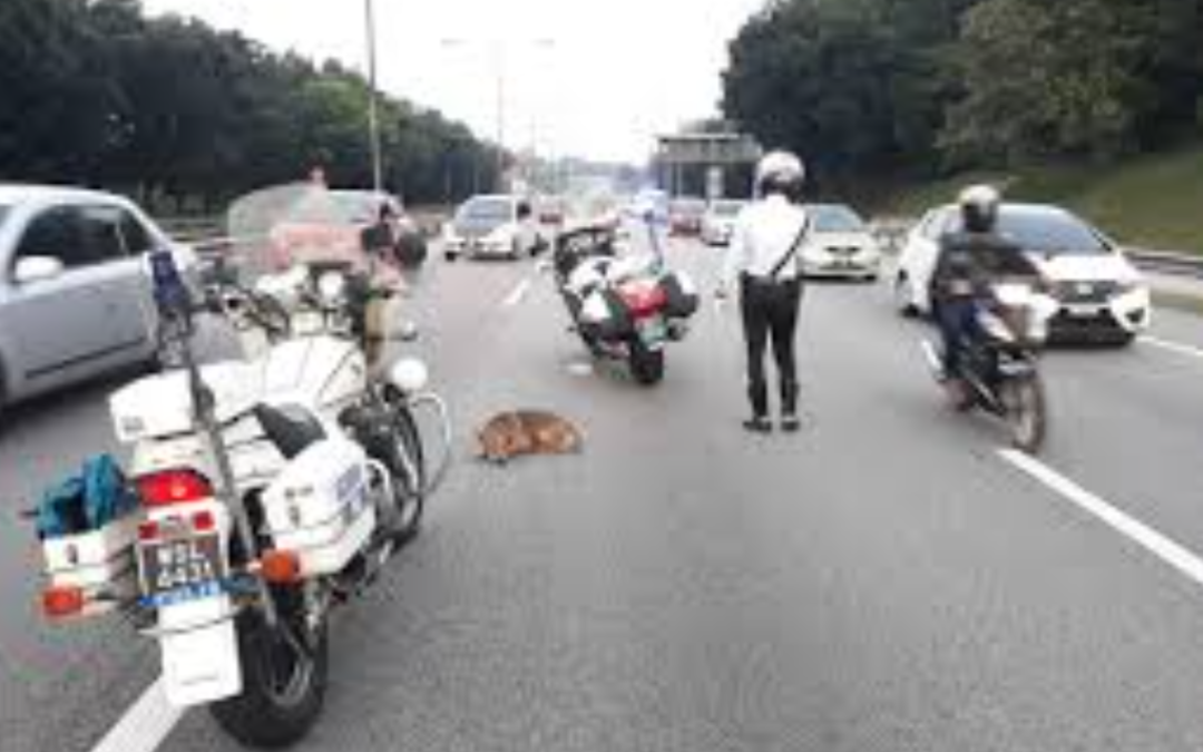 Police Rescues Injured Dog On Busy Highway