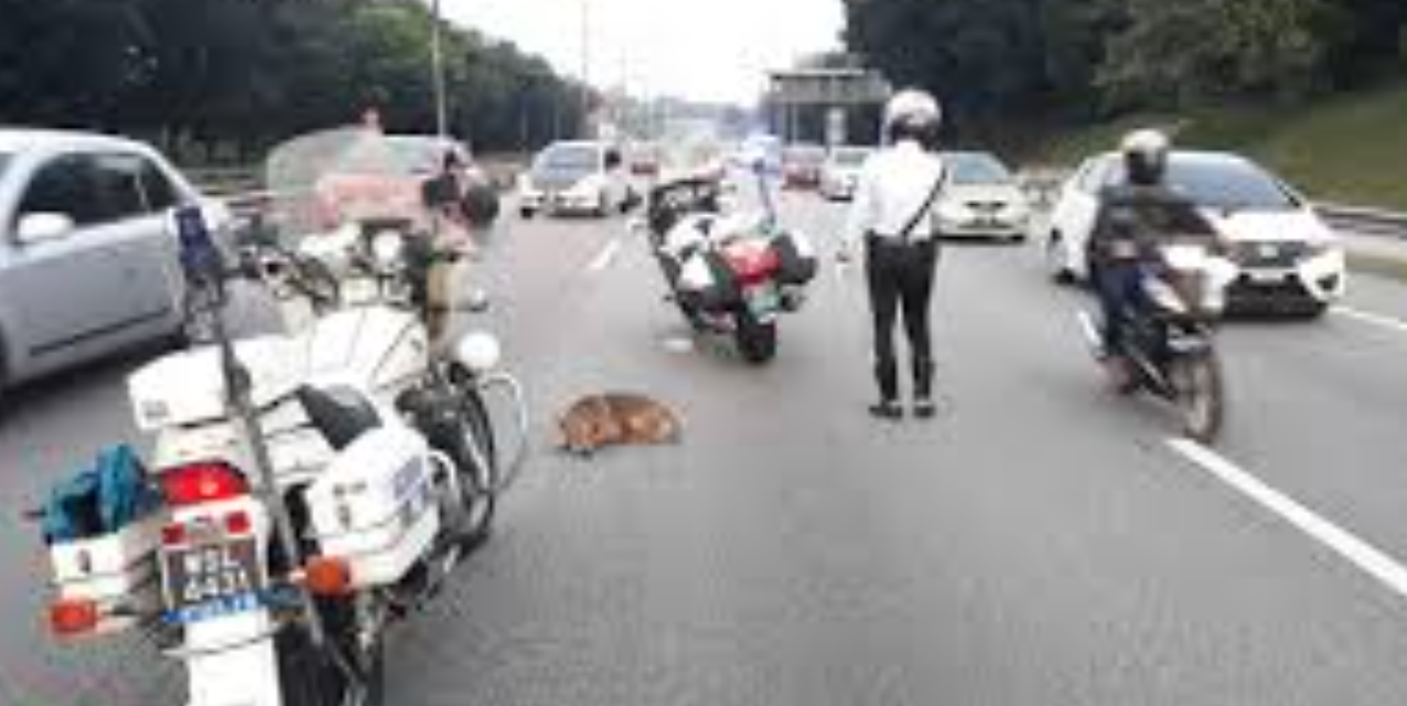Police Rescues Injured Dog On Busy Highway
