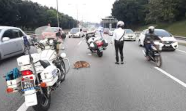 Police Rescues Injured Dog On Busy Highway