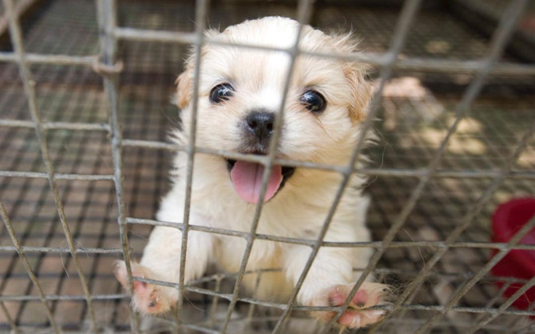 Hundred Puppies Found in Horrible Mill, Keeping Them In Filthy Conditions