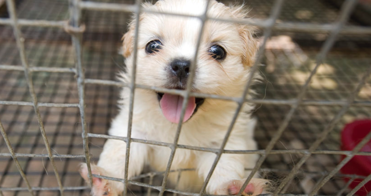 Hundred Puppies Found in Horrible Mill, Keeping Them In Filthy Conditions
