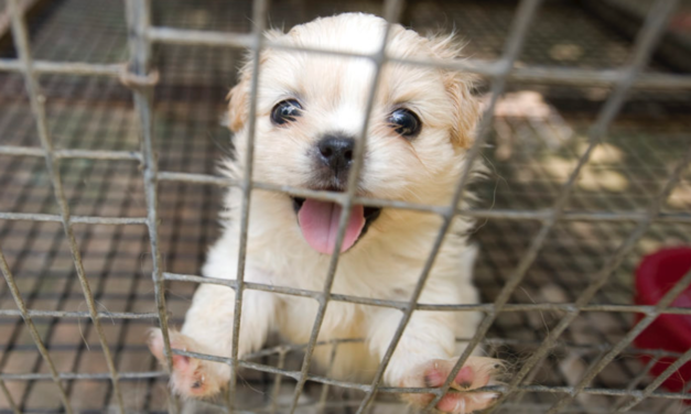 Hundred Puppies Found in Horrible Mill, Keeping Them In Filthy Conditions