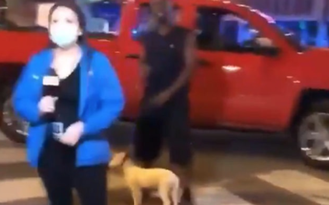 Stolen Puppy Abused On Camera During Protests Found Dead – Police Is Searching For Responsible Person