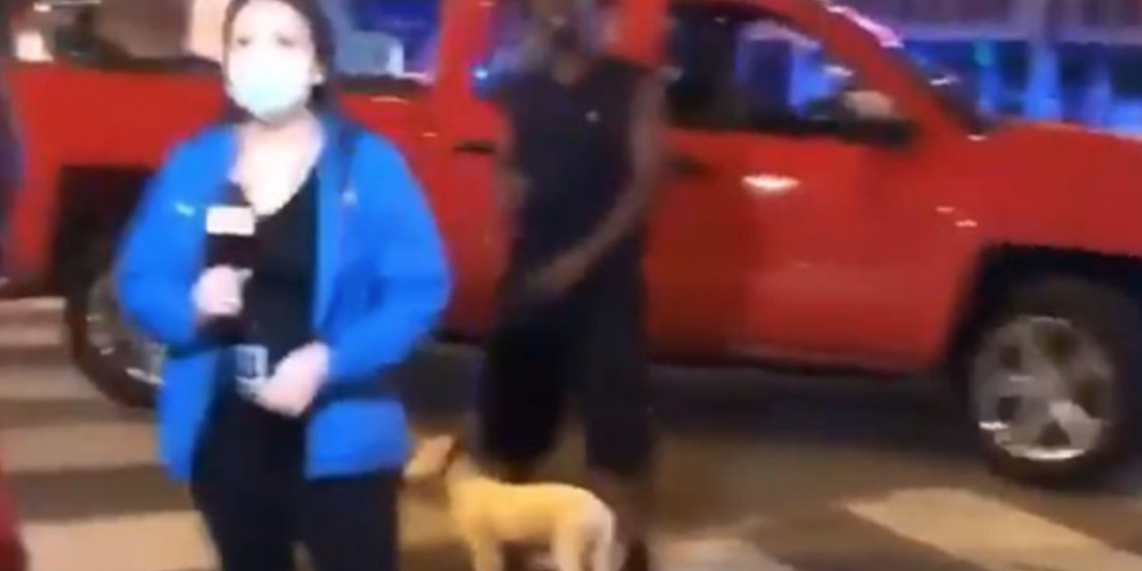 Stolen Puppy Abused On Camera During Protests Found Dead – Police Is Searching For Responsible Person