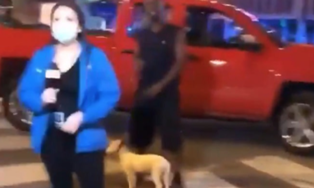 Stolen Puppy Abused On Camera During Protests Found Dead – Police Is Searching For Responsible Person