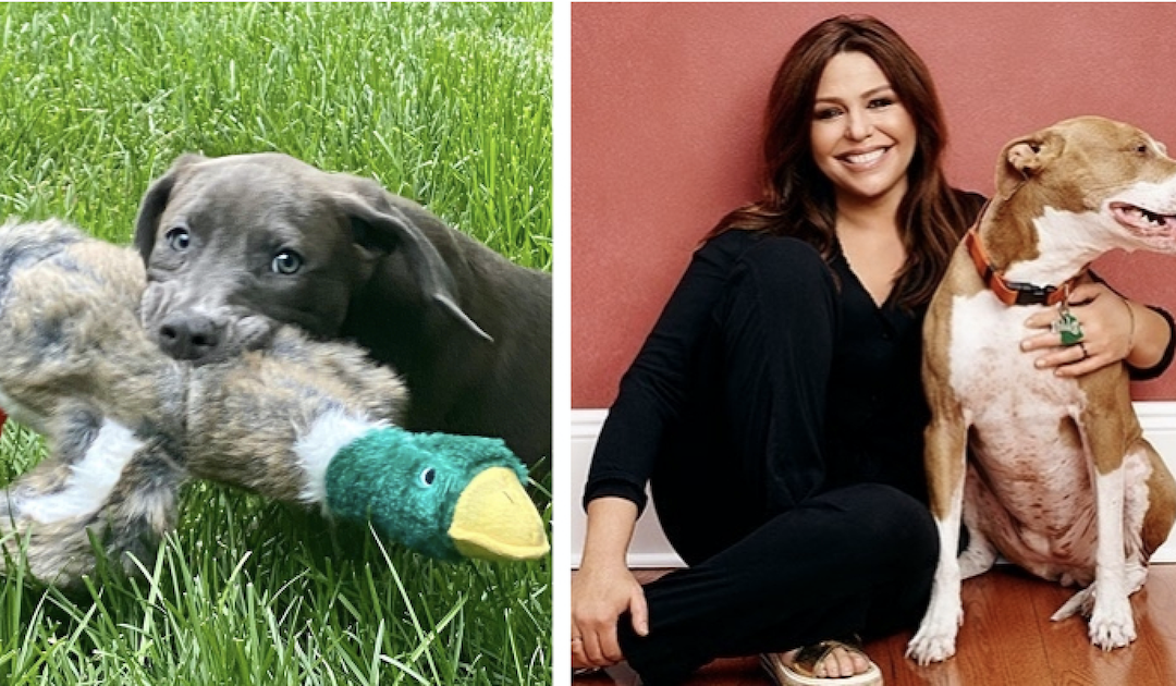 Celebrity Chef Rachael Ray Adopts Cute Puppy After Losing Her Pit Bull