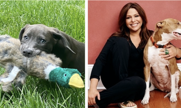 Celebrity Chef Rachael Ray Adopts Cute Puppy After Losing Her Pit Bull