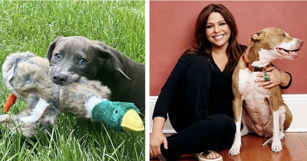 Celebrity Chef Rachael Ray Adopts Cute Puppy After Losing Her Pit Bull