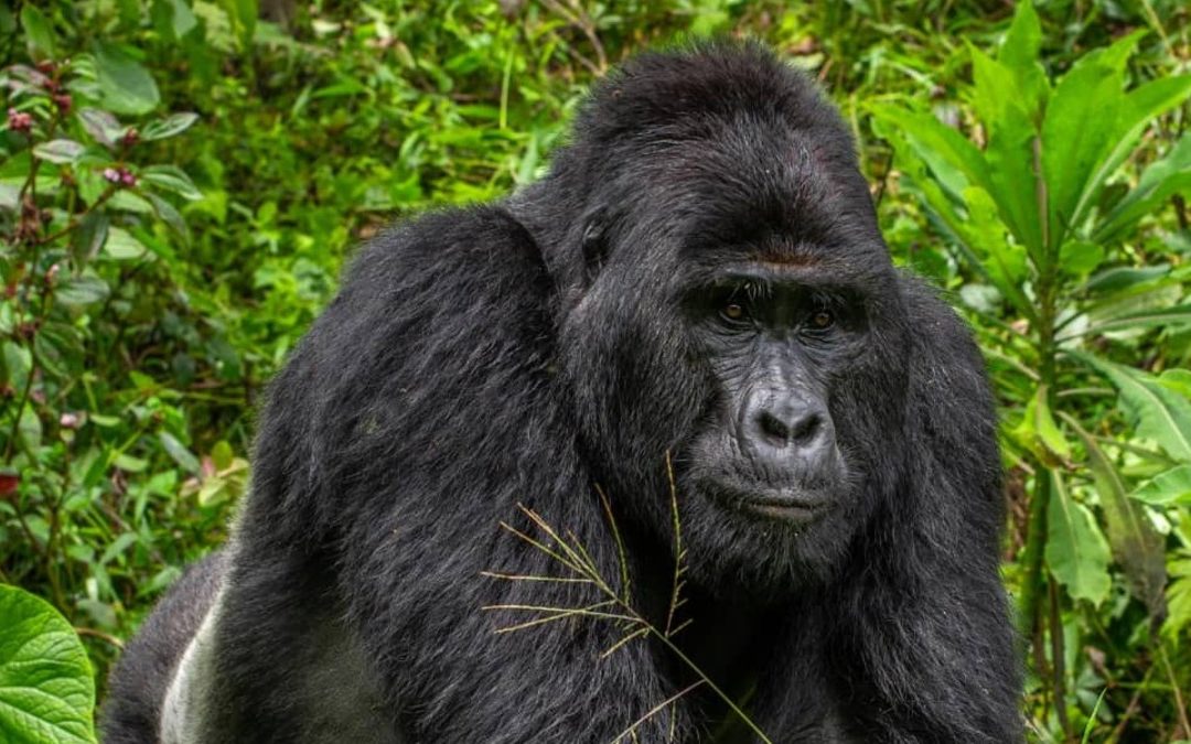 Rafiki, The Famous Endangered Silverback Gorilla Has Been Shockingly Killed By Poachers