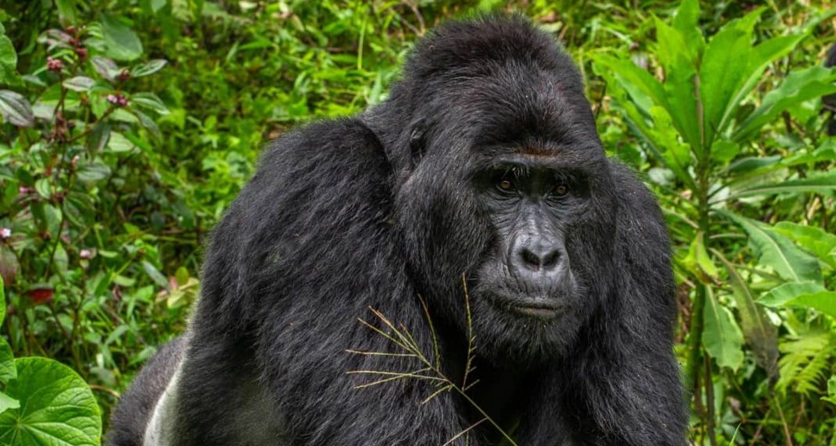 Rafiki, The Famous Endangered Silverback Gorilla Has Been Shockingly Killed By Poachers