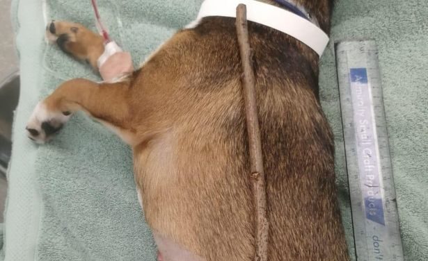Heroic Puppy Beats The Odds And Survives After Swallowing a 10-Inch Stick