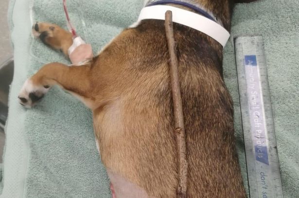 Heroic Puppy Beats The Odds And Survives After Swallowing a 10-Inch Stick