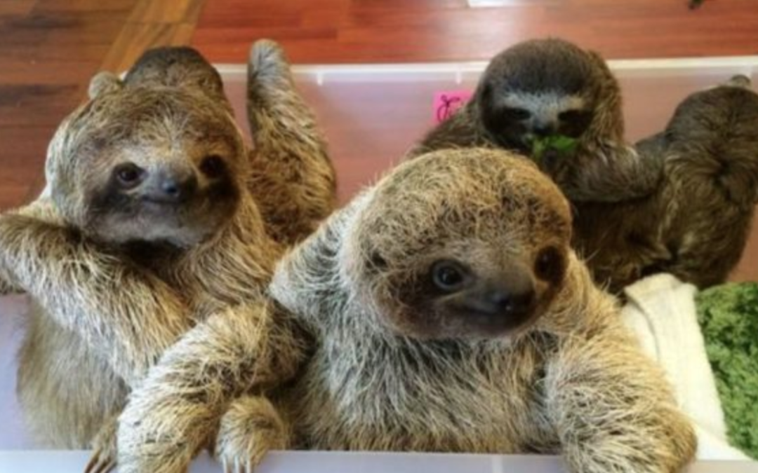 Baby Sloths Are Having A Chat And The Internet Is Weak In The Knees