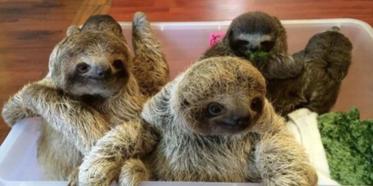 Baby Sloths Are Having A Chat And The Internet Is Weak In The Knees