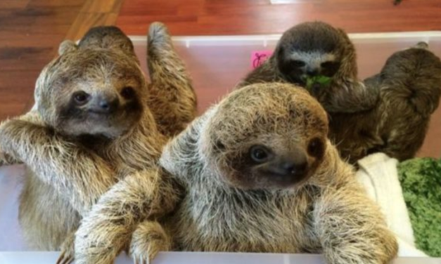 Baby Sloths Are Having A Chat And The Internet Is Weak In The Knees