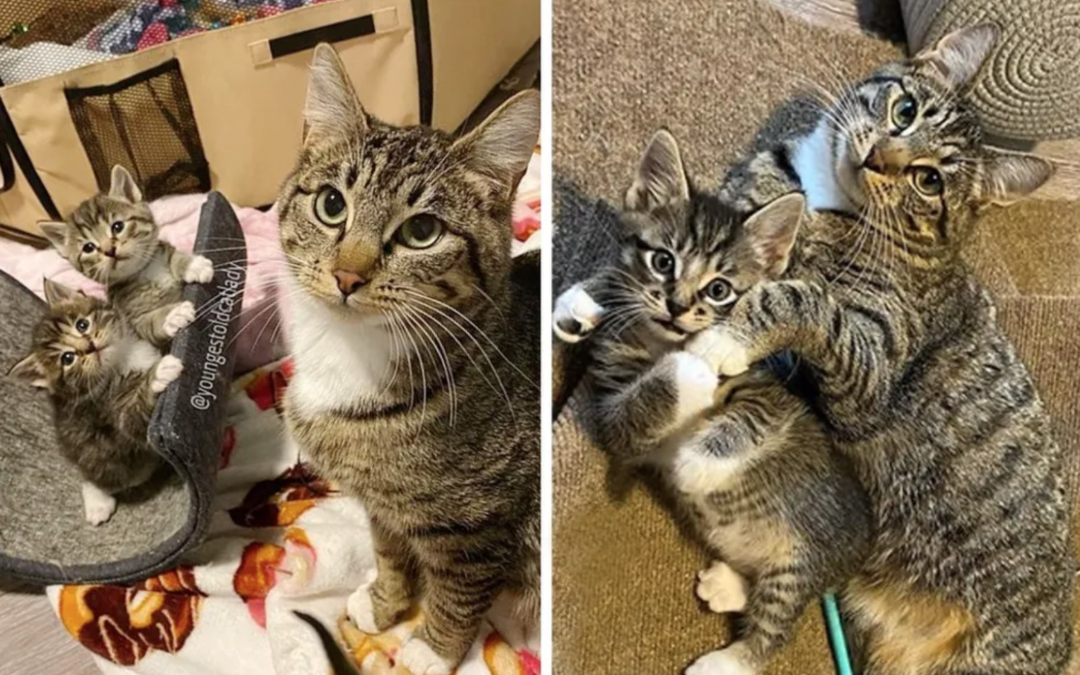Stray Cat Wanders into Family’s Home to Have Kittens and It Changes Her Life Forever
