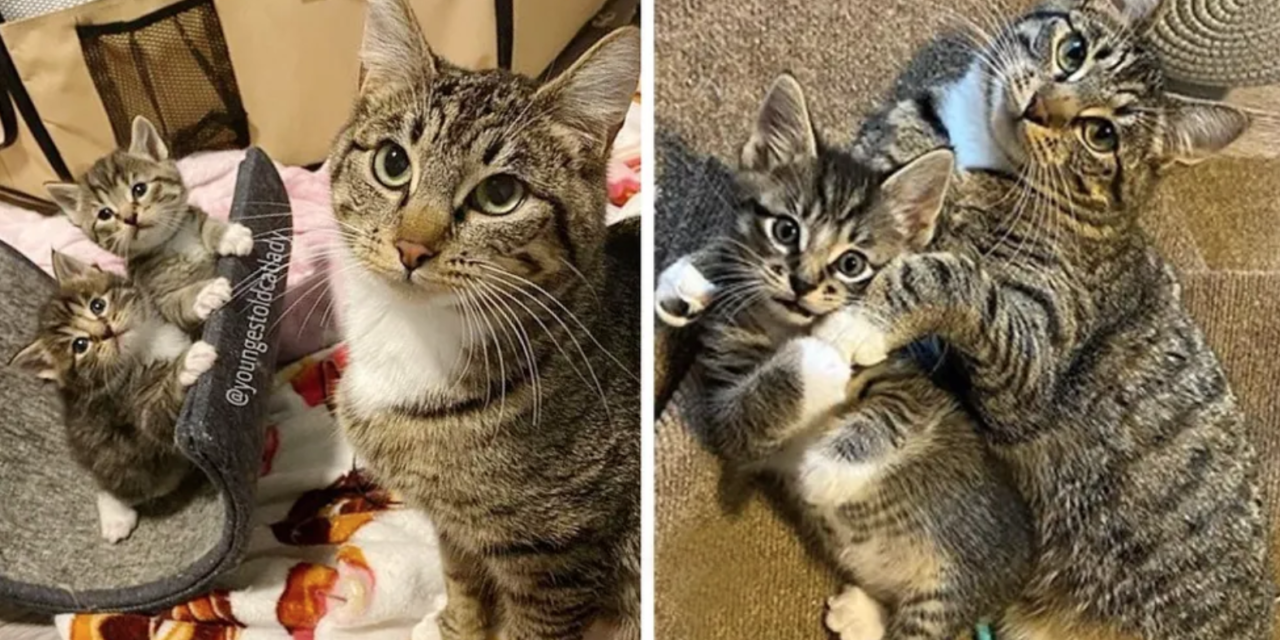 Stray Cat Wanders into Family’s Home to Have Kittens and It Changes Her Life Forever