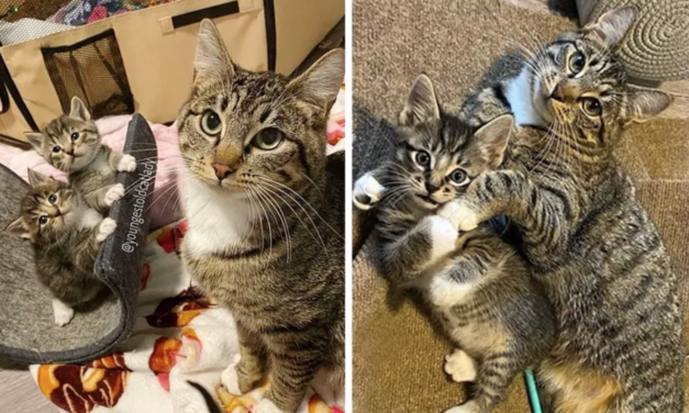 Stray Cat Wanders into Family’s Home to Have Kittens and It Changes Her Life Forever