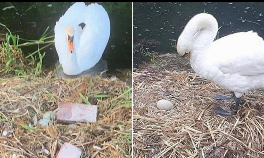 Swan Whose Nest Was Destroyed By Vandals With Bricks Has Died From A Broken Heart