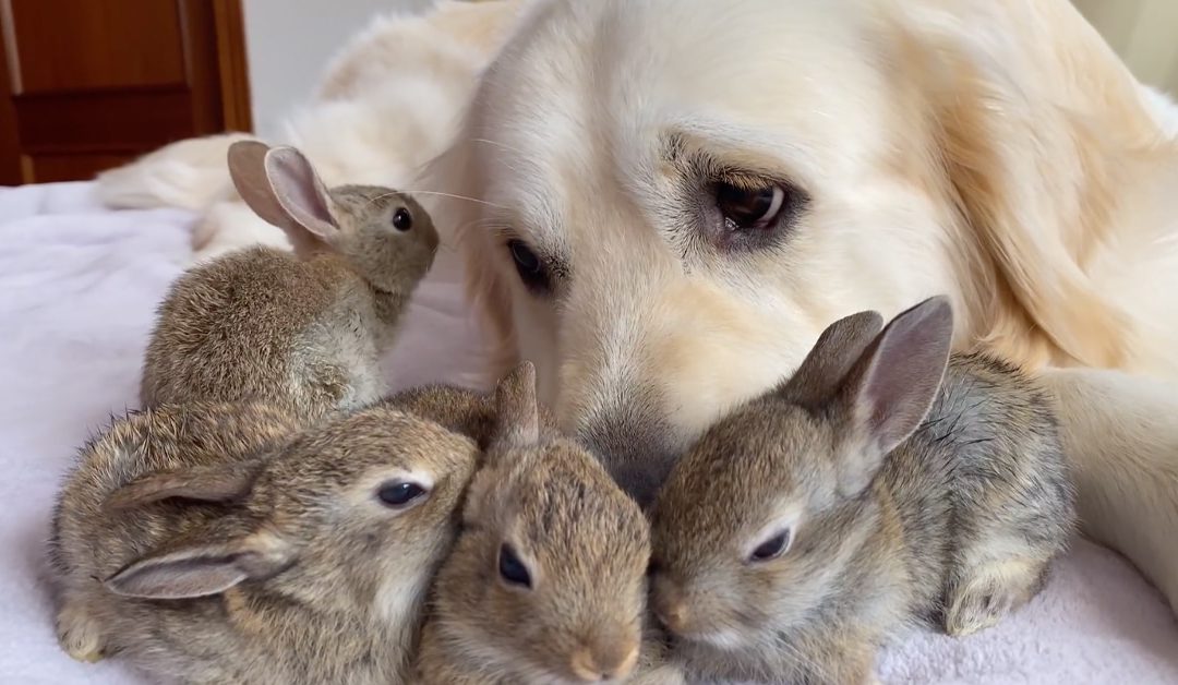 Adorable Baby Bunnies Think The Golden Retriever Is Their Dad, They Love Each Other