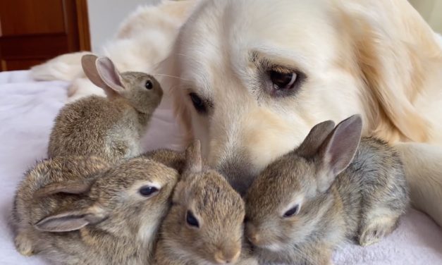 Adorable Baby Bunnies Think The Golden Retriever Is Their Dad, They Love Each Other