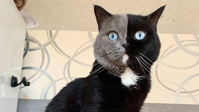 Cat With Two-Tone Face Fathers Kittens In Each Of His Colors