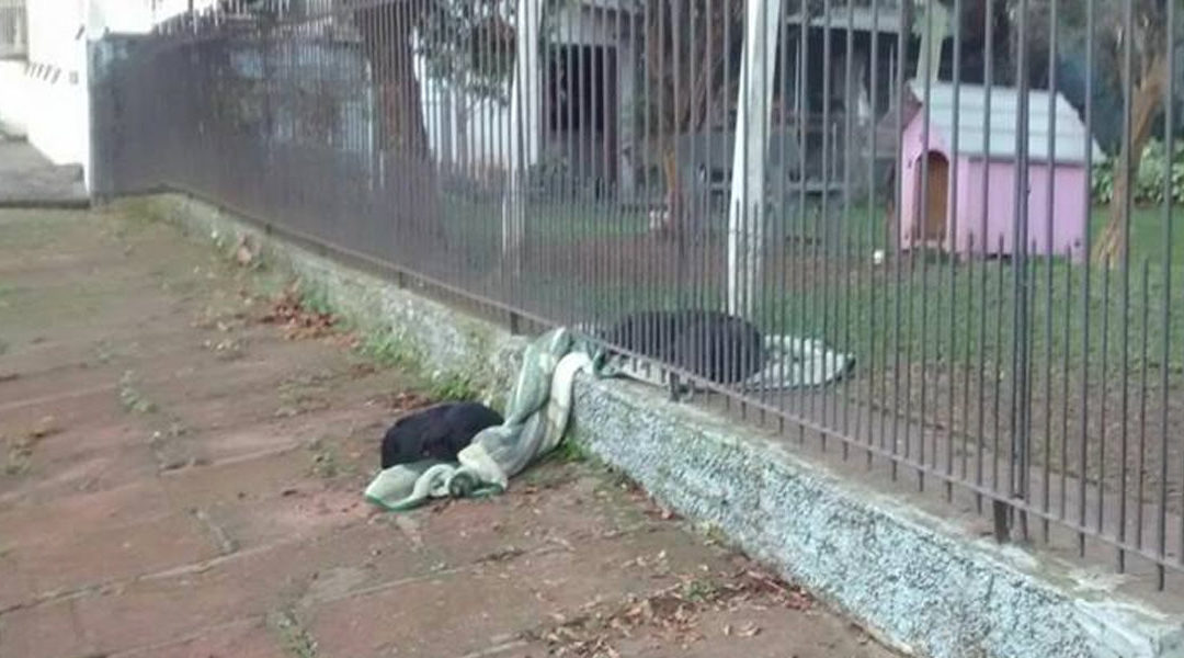 Puppy Drags Its New Blanket Outside To Help A Cold Homeless Dog