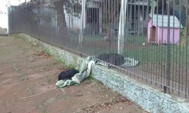 Puppy Drags Its New Blanket Outside To Help A Cold Homeless Dog